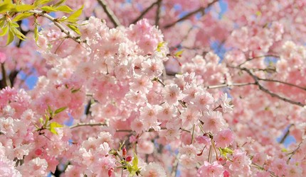 卯辰山公園盛開的粉色櫻花近景，花朵層層綻放