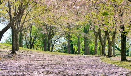 春季的卯辰山公園櫻花步道，櫻花沿著緩坡盛開，林間灑落柔和光影