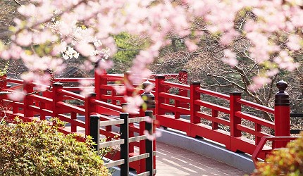 春季彌彥公園的紅色拱橋與櫻花景色，櫻花枝條環繞橋面
