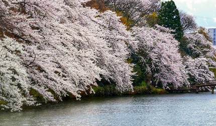 滿開櫻花沿著高岡古城公園護城河垂落，櫻花倒映水面