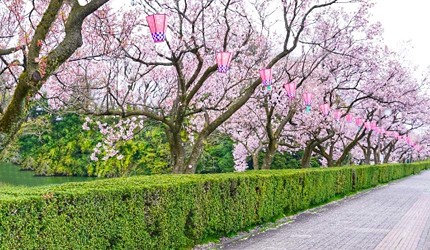 春季高岡古城公園的櫻花步道，櫻花沿著整齊修剪的綠籬盛開