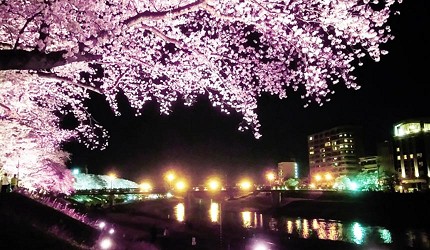 夜間點燈時的足羽川櫻並木，櫻花倒映在河面上，燈光與城市夜景交織