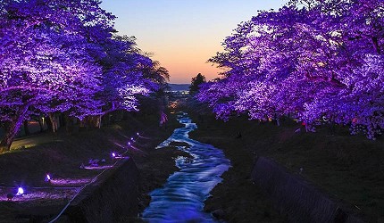 夜間點燈下的櫻花河岸景觀,紫色燈光映照滿開櫻花,河水在中央蜿蜒流過,呈現夢幻的夜櫻氛圍
