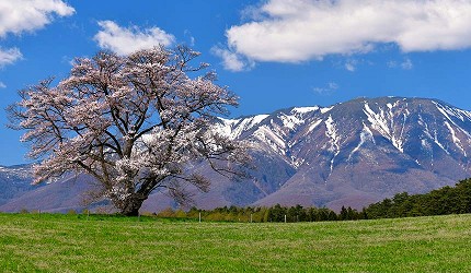 一本櫻單獨盛開在廣闊的綠茵草地上遠景是岩手縣的最高峰岩手山