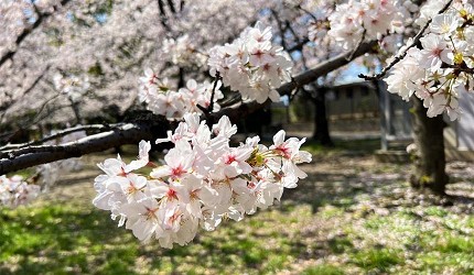長居公園長居植物園的櫻花樹與草地