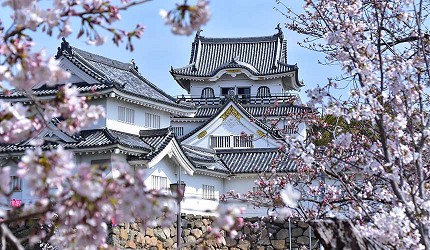 岸和田城三層天守閣被櫻花樹環繞的春季景色