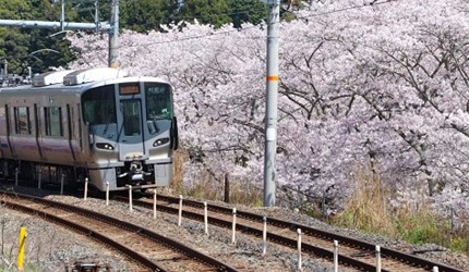 山中溪山中川河床兩岸吉野櫻盛開景色