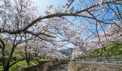 大阪櫻花2026山中溪
