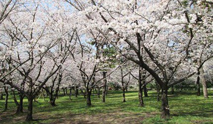 濱寺公園櫻花季景色,吉野櫻與八重櫻盛開