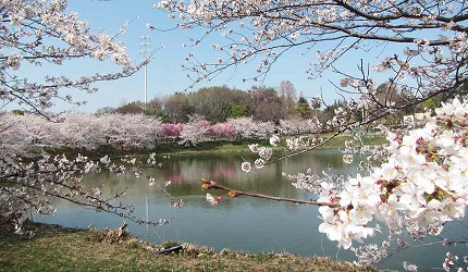 花博記念公園鶴見綠地的櫻花與鮮花競放館玻璃溫室