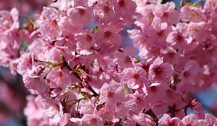 大阪櫻花2026鶴見綠地公園