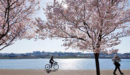 狹山池公園池畔櫻花景色,櫻花樹沿著水庫湖畔綻放