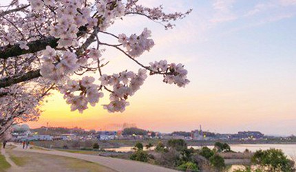 大阪櫻花2026狹山池公園