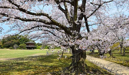 夜間點燈下的岡山後樂園，庭園燈光倒映在水面上，遠方岡山城天守點亮夜色