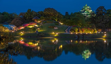 2春季的岡山後樂園草坪上，大型櫻花樹盛開