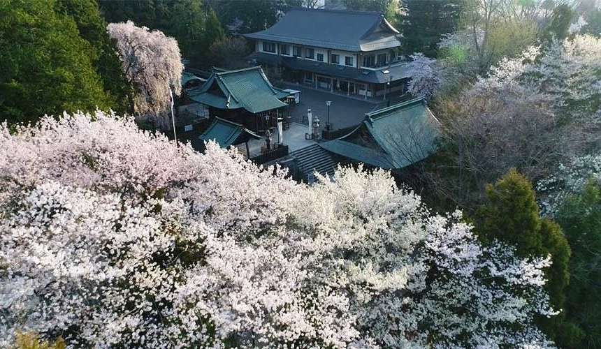 櫻花盛開的山林間,一座日式寺院靜靜佇立其間,淡粉與純白花海包圍著傳統屋瓦與庭院,呈現仙台春季兼具莊嚴與柔美的風景