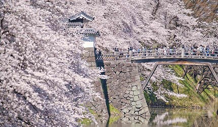 櫻花盛開的日本城址景觀,粉白色櫻花包圍城郭石垣與木橋,倒映在水面上,呈現春季賞櫻的經典畫面