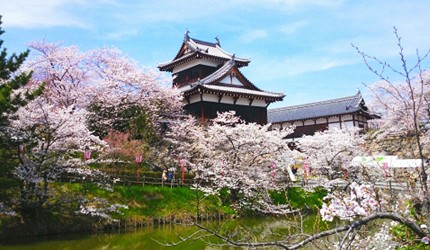 郡山城跡與染井吉野櫻