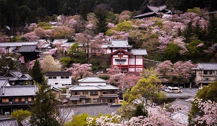 2025長谷寺與粉色櫻花