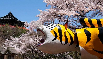 2025信貴山朝護孫子寺與大寅
