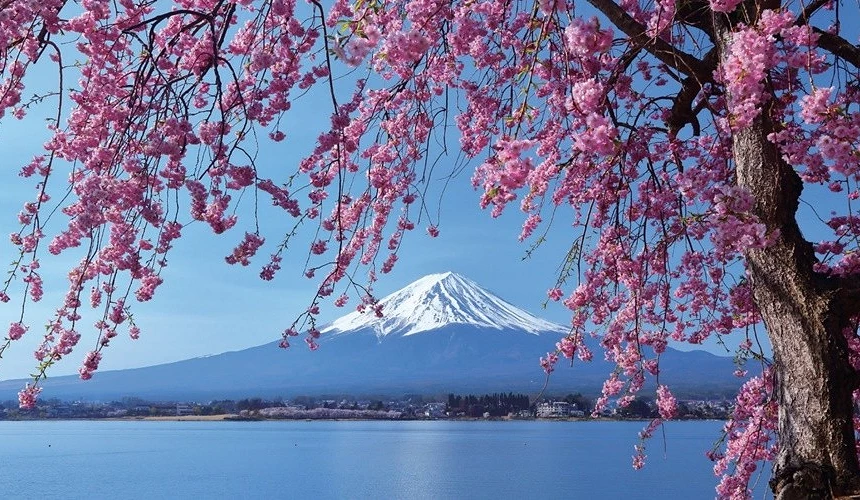 富士山雪峰倒映在湖面上,前景盛開的粉色枝垂櫻垂落湖畔,藍天晴朗