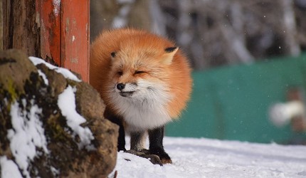 藏王狐狸村