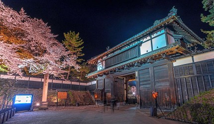 盛岡城公園的夜櫻