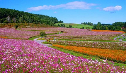 北海道露營車自駕旅遊太陽之丘 遠輕公園