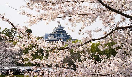櫻花盛開的春季，粉白花海間可遠望岡山城天守