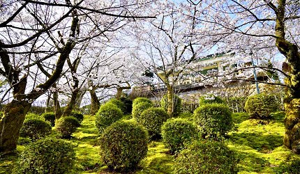 春季的朝日山公園櫻花景色，櫻花林間搭配修剪整齊的綠色灌木，呈現層次分明的日式庭園賞櫻風景