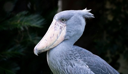 東京上野動物園完整攻略明星動物鯨頭鸛