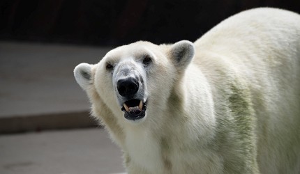 東京上野動物園完整攻略明星動物北極熊