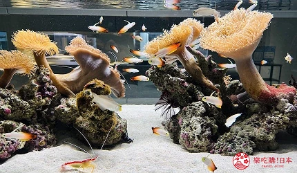 札幌景點推薦9點後北海道景點推介水族館AOAOSAPPORO親子遊景點介紹文章「亂蓬蓬的」美麗珊瑚