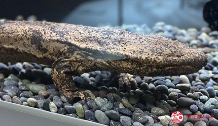 札幌景點推薦9點後北海道景點推介水族館AOAOSAPPORO親子遊景點介紹文章像怪獸的「古生物活化石」巨大娃娃魚