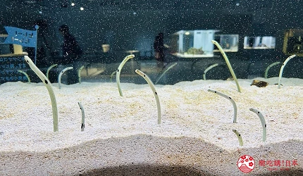 札幌景點推薦9點後北海道景點推介水族館AOAOSAPPORO親子遊景點介紹文章軟綿綿的花園鰻