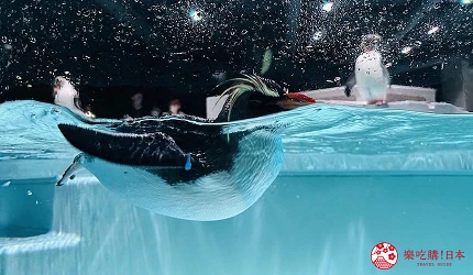 札幌景點推薦9點後北海道景點推介水族館AOAOSAPPORO親子遊景點介紹文章近距離觀賞
