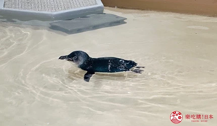 札幌景點推薦9點後北海道景點推介水族館AOAOSAPPORO親子遊景點介紹文章嬌小可愛的小藍企鵝