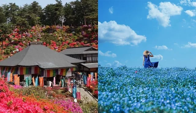 日本東京新百景：下北澤、澀谷的新建築感受東京文化，紫藤、杜鵑、粉蝶花期間限定美景