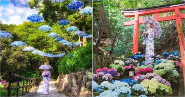 千年古寺京都楊谷寺「紫陽花週」登場！古老的花手水、紫陽花傘太夢幻