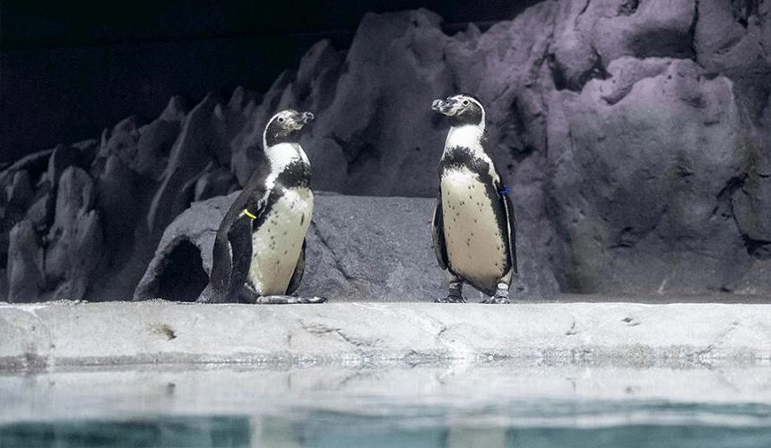 「DMM Kariyushi水族館」可以看到呆萌的漢波德企鵝