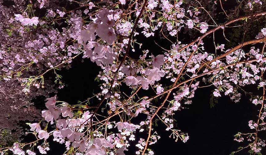 狹山・境綠道夜晚的櫻花
