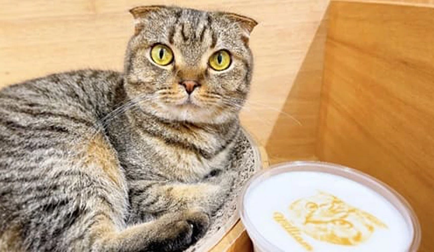 Cat Café MOFF貓咪咖啡廳內部,可愛貓咪陪伴旅客放鬆療癒