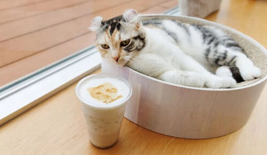 Cat Café MOFF貓咪咖啡廳貓咪近拍照