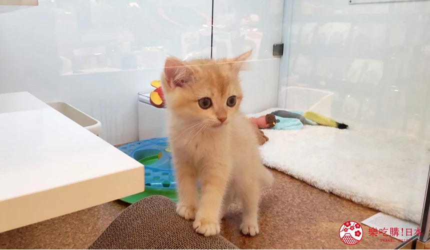 東京近郊二子玉川的neko sekai店家小貓