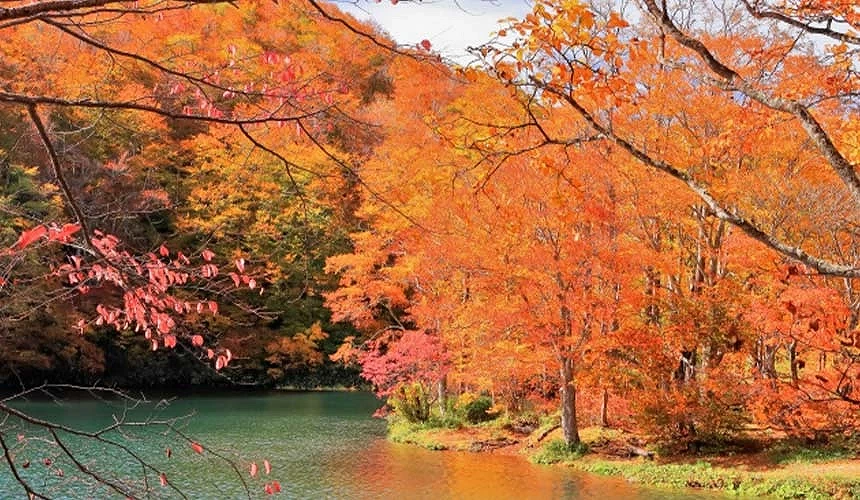 藏王湖畔秋日紅葉滿開,映照在碧綠湖水間