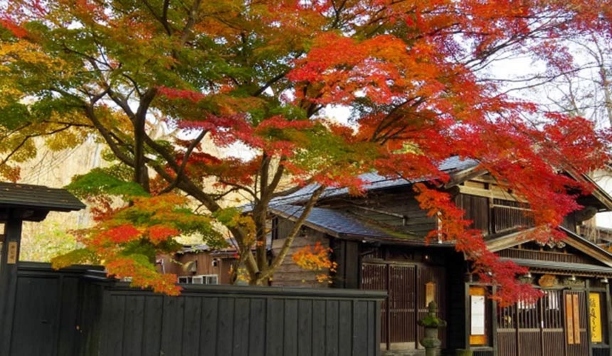 角館武家屋敷庭院秋色,黑木板牆與火紅楓葉相映