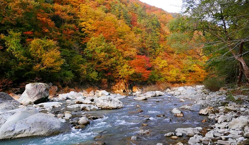 返抱溪谷溪流潺潺,兩岸楓紅黃葉交織成詩意景致