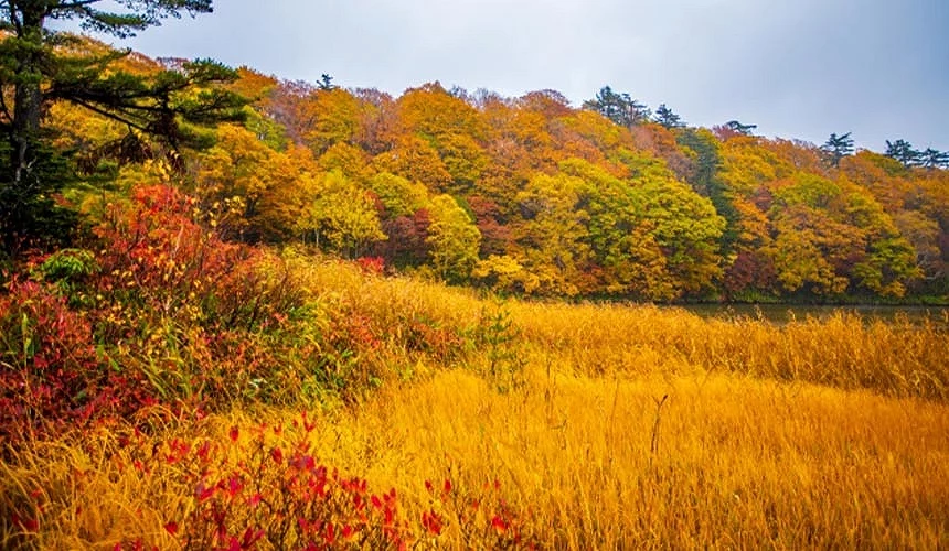 八幡平草原染上秋色,遠方紅葉林層層疊疊,展現壯麗高原景觀