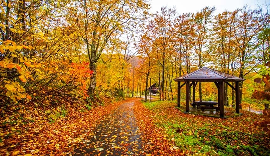 八幡平秋季紅葉步道,滿地落葉鋪成金黃小徑,沿途設有涼亭休憩