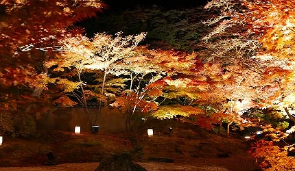 宮城縣松島圓通院(円通院),秋季夜間點燈紅葉庭園,景色夢幻